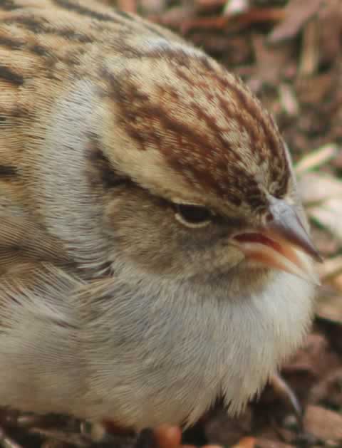 Fluffed-up sparrow on a cold day in the East Texas winter